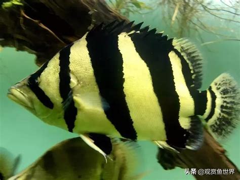 養魚虎|魚友經驗總結：虎魚飼養治療及挑選